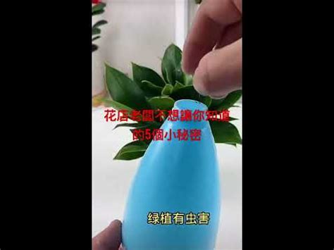 花瓶水加鹽|花店老闆的秘密：加鹽